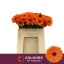 product/img.floraplaza.nl/LGERMBI-LIVE_fotos-0xD3AF6CA63E48AF0203A5A6C45D9BBD412C4FD699.jpg