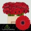 product/img.floraplaza.nl/LGERMBLAT-LIVE_fotos-0xB35356AC3A52AE1CDCBB4EF821A8EDEEBAFDB89C.jpg