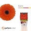 product/img.floraplaza.nl/LGERMBUE-LIVE_fotos-0x25AD0BA092C2232FE63C46C74128536E6C0E3FF1.jpg