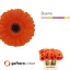 product/img.floraplaza.nl/LGERMBUE-LIVE_fotos-0x627AC1BC85CA412829E63016B29CD156350FF60D.jpg