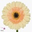 product/img.floraplaza.nl/LGERMCAF-ART_Fotos-VBN-vbn23390.jpg
