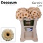 product/img.floraplaza.nl/LGERMCAF-LIVE_fotos-0xB717D5035E36467E68702F89881B0732892E3175.jpg