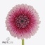 product/img.floraplaza.nl/LGERMCHO-ART_fotos-VBN-vbn120718.jpg