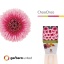 product/img.floraplaza.nl/LGERMCHO-LIVE_fotos-0xD86377F98F1198CCB5DC368DCDB4330621DFACDB.jpg