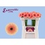 product/img.floraplaza.nl/LGERMCOONC-LIVE_fotos-0x0CCA5E3D8F17276A2E82C8A3B7B071F2ED084164.jpg