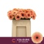 product/img.floraplaza.nl/LGERMCOONC-LIVE_fotos-0x5CB2D24AA7E912FB4E854065C236316A50678AD5.jpg
