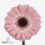 product/img.floraplaza.nl/LGERMDIX-ART_Fotos-VBN-vbn120527.jpg