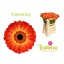product/img.floraplaza.nl/LGERMFLA-LIVE_fotos-0x1F5CF28E200F11019FAF67E097950D46C9169B9C.jpg