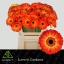 product/img.floraplaza.nl/LGERMFLA-LIVE_fotos-0x888169B88ECD78A864B46C1895A8CF72035B3848.jpg