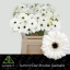 product/img.floraplaza.nl/LGERMHUS-LIVE_fotos-0x07D68BCA1F5076E225CD72C5E93F351C20BF507A.jpg