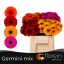 product/img.floraplaza.nl/LGERMIN-LIVE_fotos-0x00A26EA5F6DDDFEACD29750780660EDC6C495B2C.jpg