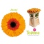 product/img.floraplaza.nl/LGERMJAZ-LIVE_fotos-0xFE570C80BFC8AA334A832F1B22E4DD5B4B459AD6.jpg