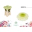 product/img.floraplaza.nl/LGERMKER-LIVE_fotos-0x106C8A1D54ECC0FC896F27C8359AECCC33F21BB6.jpg