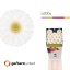 product/img.floraplaza.nl/LGERMLOB-LIVE_fotos-0x3F3E69CCE0220505DF17BDA08398330347C401B3.jpg