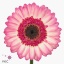product/img.floraplaza.nl/LGERMLOL-ART_Fotos-VBN-vbn23527.jpg