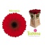 product/img.floraplaza.nl/LGERMNIR-LIVE_fotos-0xA10815C6E1389238FD1CEE69E9D113187D00C288.jpg