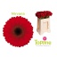 product/img.floraplaza.nl/LGERMNIR-LIVE_fotos-0xF389AB44328FD22D9B62C92E0CBC463FDF65BC56.jpg