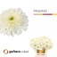 product/img.floraplaza.nl/LGERMOOK-LIVE_fotos-0x9317DEB18AD187E0F92AC10F8FA4BFECE4E16D2E.jpg