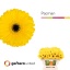 product/img.floraplaza.nl/LGERMPAC-LIVE_fotos-0xFCBE0D86086E51D3ABD11F5E369F96AA34EAC336.jpg