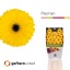 product/img.floraplaza.nl/LGERMPACD-LIVE_fotos-0x8BF825A44D9E9D325E7BEA5B2C309DEC3A93617D.jpg