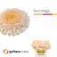 product/img.floraplaza.nl/LGERMPOMMAG-LIVE_fotos-0xBB168FF5347B06A122D189F7D01A3A1934F6E747.jpg