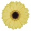 product/img.floraplaza.nl/LGERMSURF-LIVE_fotos-0x81AE34690D97780A54D8418A144CDB53DA183EE2.jpg