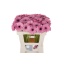 product/img.floraplaza.nl/LGERMTAL-LIVE_fotos-0x7B422D1CD69E959CC9306C9BED68B1E262DB7A6E.jpg