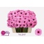 product/img.floraplaza.nl/LGERMTAL-LIVE_fotos-0x9C5AD85C8141E3D0DB101F20AA2CB3A80DF3F6AE.jpg