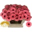 product/img.floraplaza.nl/LGERMVID-LIVE_fotos-0x8A0726978129F551D94640B320C58FE512B6C51A.jpg
