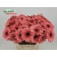 product/img.floraplaza.nl/LGERMVID-LIVE_fotos-0xA90C9AD6F4D349726F8113FA03FB4AB654064C37.jpg