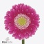 product/img.floraplaza.nl/LGERMWON-ART_fotos-VBN-vbn125191.jpg