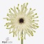 product/img.floraplaza.nl/LGERPASARO-ART_Fotos-VBN-vbn125101.jpg