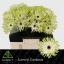 product/img.floraplaza.nl/LGERPASARO-LIVE_fotos-0xB39EE873025DA267B3624BAFB590C3BCA19F26C7.jpg