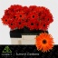 product/img.floraplaza.nl/LGERPASEMI-LIVE_fotos-0xC1E75B13E6462FC7ADA9C1F47A4417E68A49CBEC.jpg