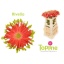 product/img.floraplaza.nl/LGERPASR-LIVE_fotos-0xEAE07658194F98E776B2C2FB4B8A200B9D2C8CBB.jpg