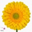 product/img.floraplaza.nl/LGERSUB-ART_Fotos-VBN-vbn111263.jpg