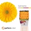 product/img.floraplaza.nl/LGERSUB-LIVE_fotos-0x9787055D93D9A7C9AA114D148217D7F897607D3D.jpg
