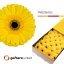 product/img.floraplaza.nl/LGERWES-LIVE_fotos-0x2B6828FE5DC3FA9E2C63FBD4A19C18E60E66ABCC.jpg