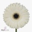 product/img.floraplaza.nl/LGERWHIH-ART_Fotos-VBN-vbn114716.jpg
