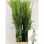 product/img.floraplaza.nl/LGLAAMS-LIVE_fotos-0x1272D10BC686E0C1DC64416508BC8805BD5C9430.jpg
