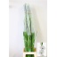 product/img.floraplaza.nl/LGLAAMS-LIVE_fotos-0x971C9E3502DE38CEBB990F92C04E8AE4386D665B.jpg