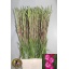 product/img.floraplaza.nl/LGLACAN-LIVE_fotos-0x2979A5C9CD0FFBF17D89135B02A97F3833A9C96C.jpg