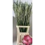 product/img.floraplaza.nl/LGLACAN-LIVE_fotos-0x4794F4348F01AB031DEF1A298091EED987589006.jpg