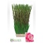 product/img.floraplaza.nl/LGLACAN-LIVE_fotos-0xB4A63E9127702538FD9B205A4536E58A1E457B66.jpg