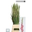 product/img.floraplaza.nl/LGLACAN-LIVE_fotos-0xE710A9E86108EC8F6627BA78B253376A914A5590.jpg