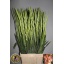 product/img.floraplaza.nl/LGLACAR-LIVE_fotos-0x414AB0056E119374AE4328A17F9DC6A8BC94A200.jpg