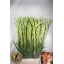 product/img.floraplaza.nl/LGLACAR-LIVE_fotos-0xB83CE0616BADB75969E3D91DC2932C7875C95EAB.jpg