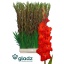 product/img.floraplaza.nl/LGLACHI-LIVE_fotos-0xBC371868D4E5DDF60BA8BD872B9A35CE1ABFD821.jpg