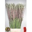 product/img.floraplaza.nl/LGLACOS-LIVE_fotos-0x25CC1DE72B12C93A486A570B1129A22DD49B2824.jpg