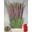 product/img.floraplaza.nl/LGLACOS-LIVE_fotos-0x97269A87F0656B8BF16D8831D8BFBA66FFDA6D38.jpg